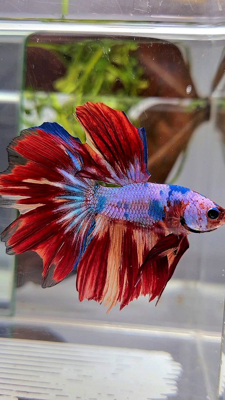 HALFMOON RED FANCY MULTICOLOR BETTA FISH