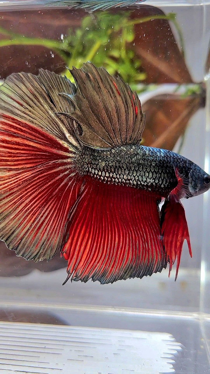 XL HALFMOON ROSETAIL RED COPPER ARMY BETTA FISH