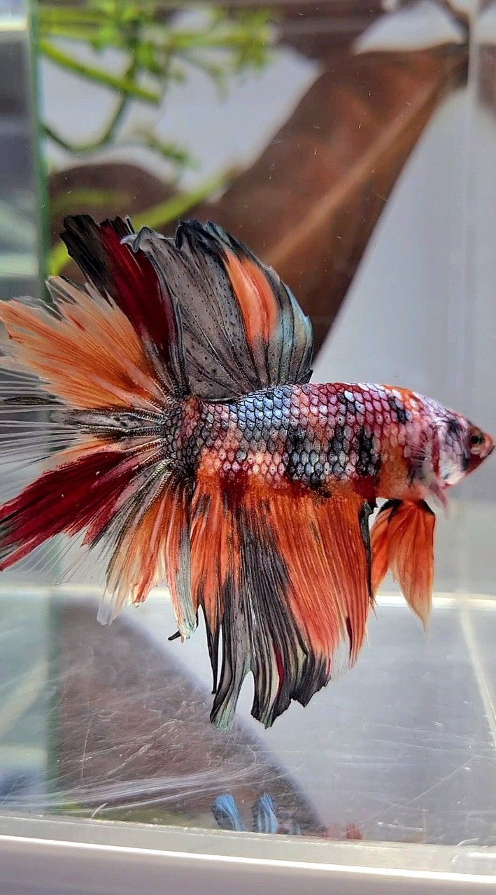 HALFMOON ROSETAIL ORANGE KOI COPPER MULTICOLOR BETTA FISH