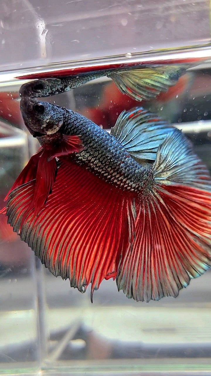 XL HALFMOON ROSETAIL RED COPPER ARMY BETTA FISH