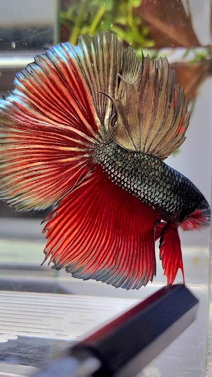 XL HALFMOON ROSETAIL RED COPPER ARMY BETTA FISH