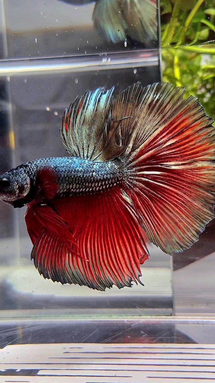 XL HALFMOON ROSETAIL RED COPPER ARMY BETTA FISH