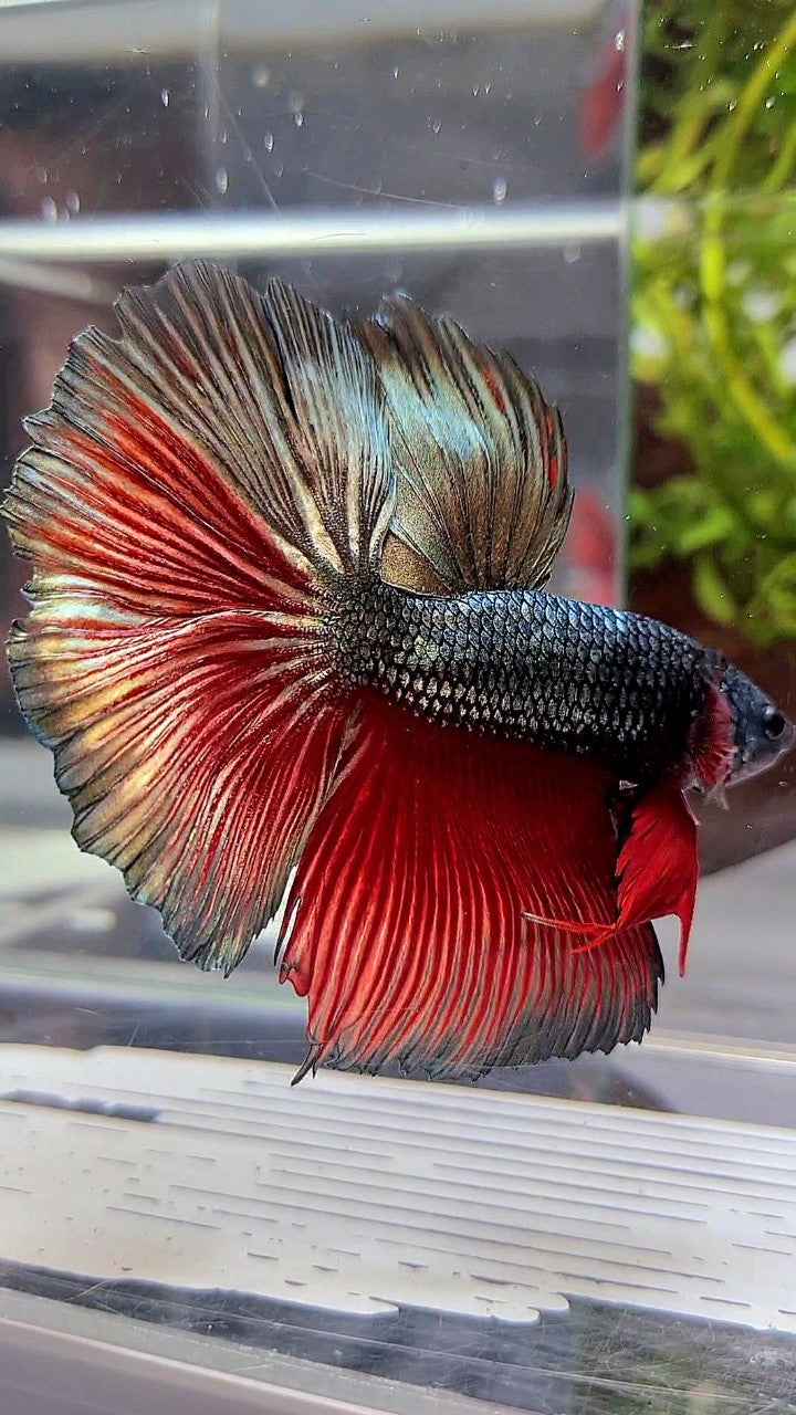 XL HALFMOON ROSETAIL RED COPPER ARMY BETTA FISH