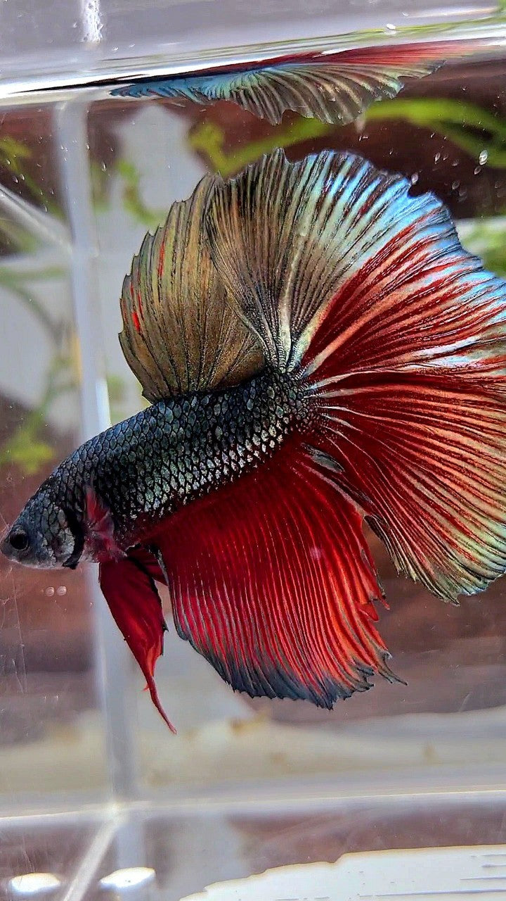 XL HALFMOON ROSETAIL RED COPPER ARMY BETTA FISH