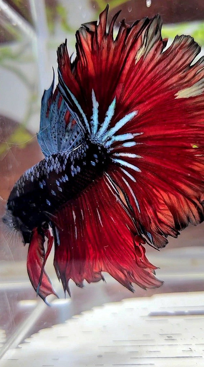 HALFMOON ROSETAIL BLACK GALAXY BLUE AVATAR VAMPIRE BETTA FISH