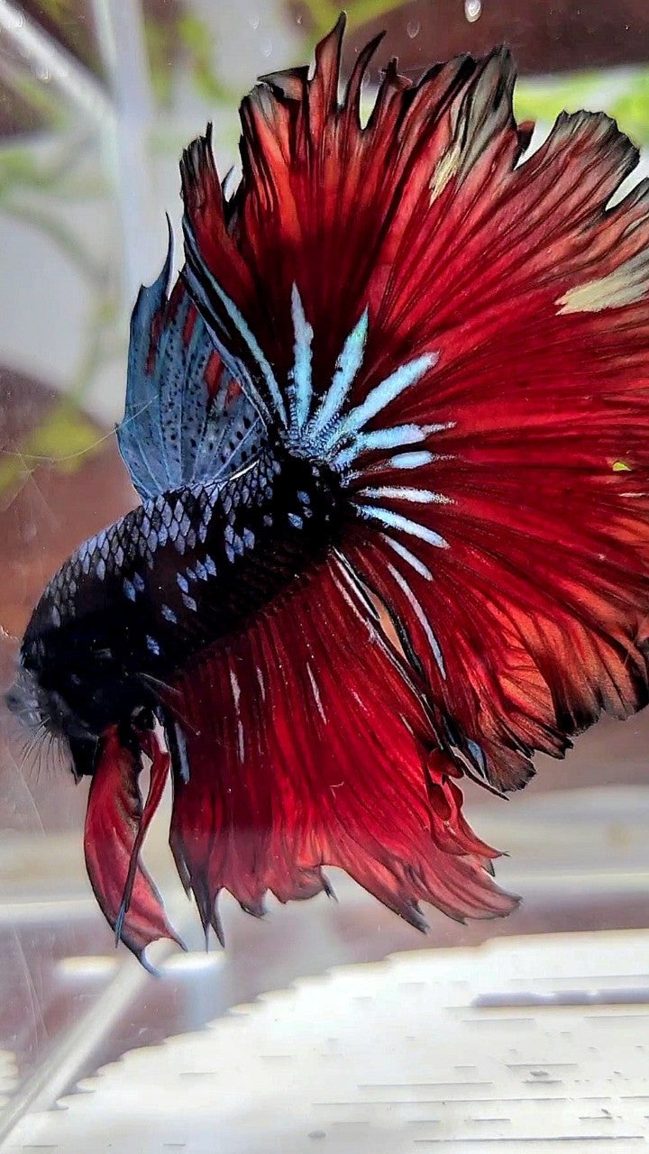 HALFMOON ROSETAIL BLACK GALAXY BLUE AVATAR VAMPIRE BETTA FISH