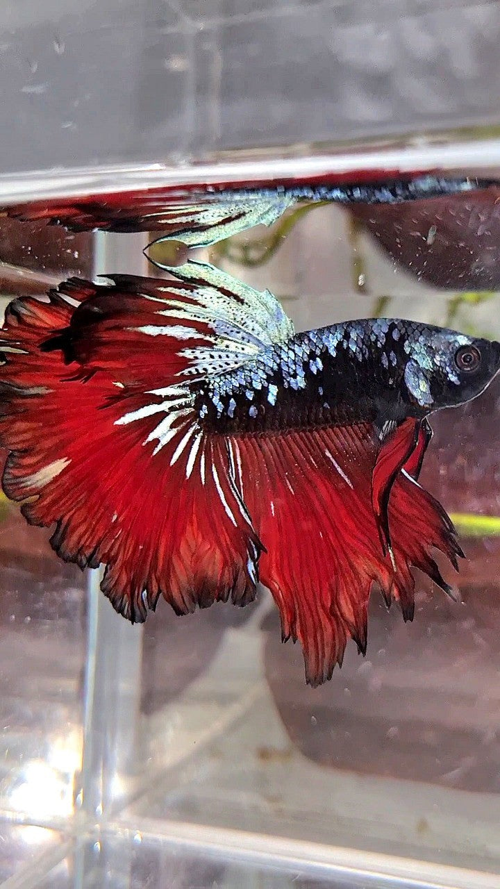 HALFMOON ROSETAIL BLACK GALAXY BLUE AVATAR VAMPIRE BETTA FISH