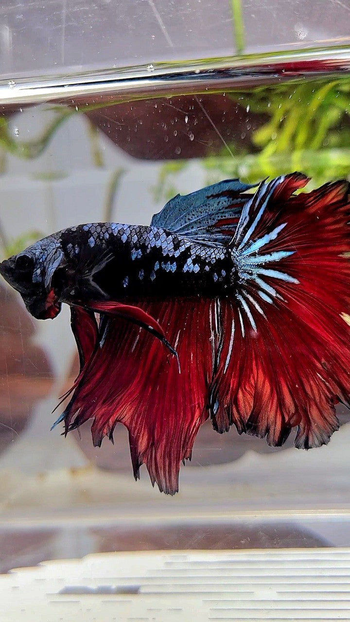 HALFMOON ROSETAIL BLACK GALAXY BLUE AVATAR VAMPIRE BETTA FISH