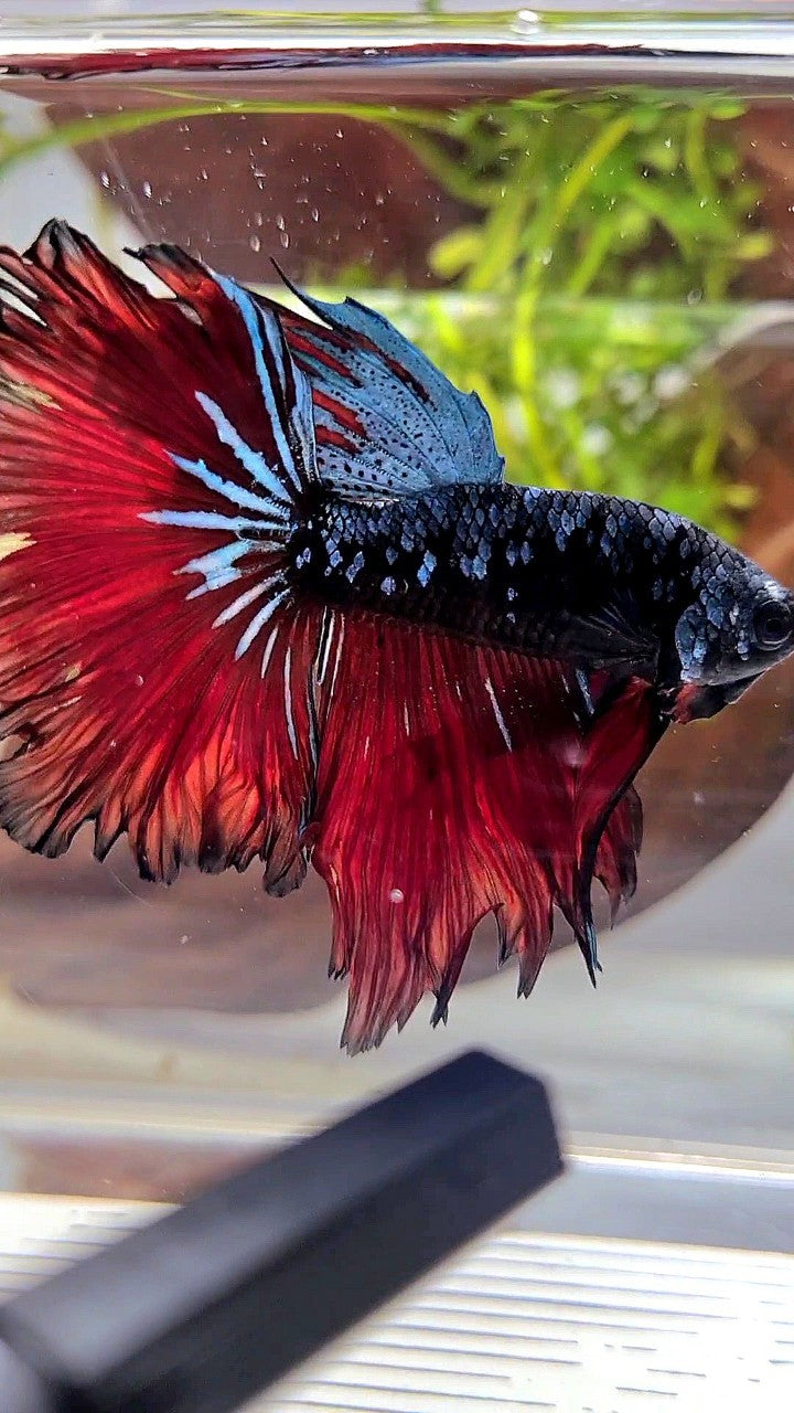 HALFMOON ROSETAIL BLACK GALAXY BLUE AVATAR VAMPIRE BETTA FISH