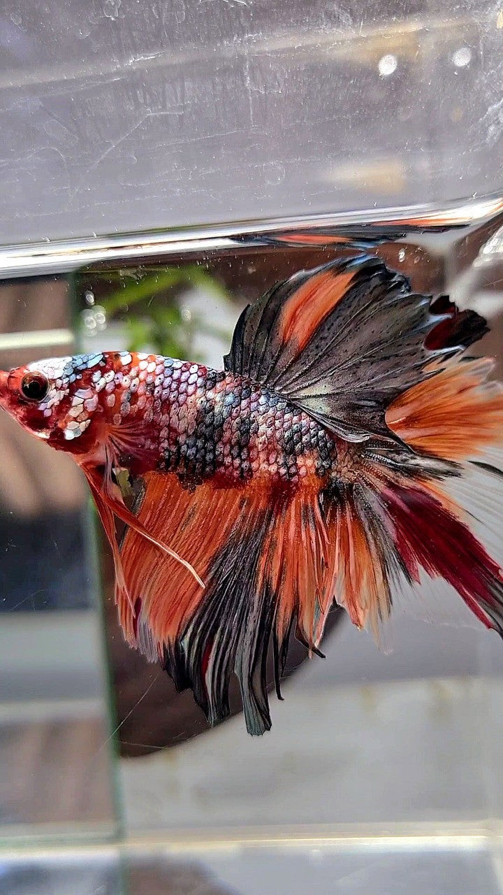 HALFMOON ROSETAIL ORANGE KOI COPPER MULTICOLOR BETTA FISH