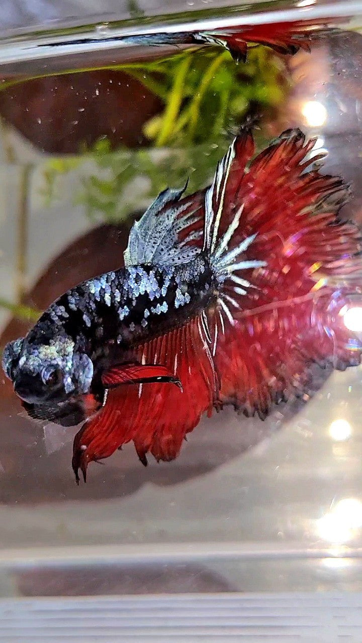 HALFMOON ROSETAIL BLACK GALAXY BLUE AVATAR VAMPIRE BETTA FISH