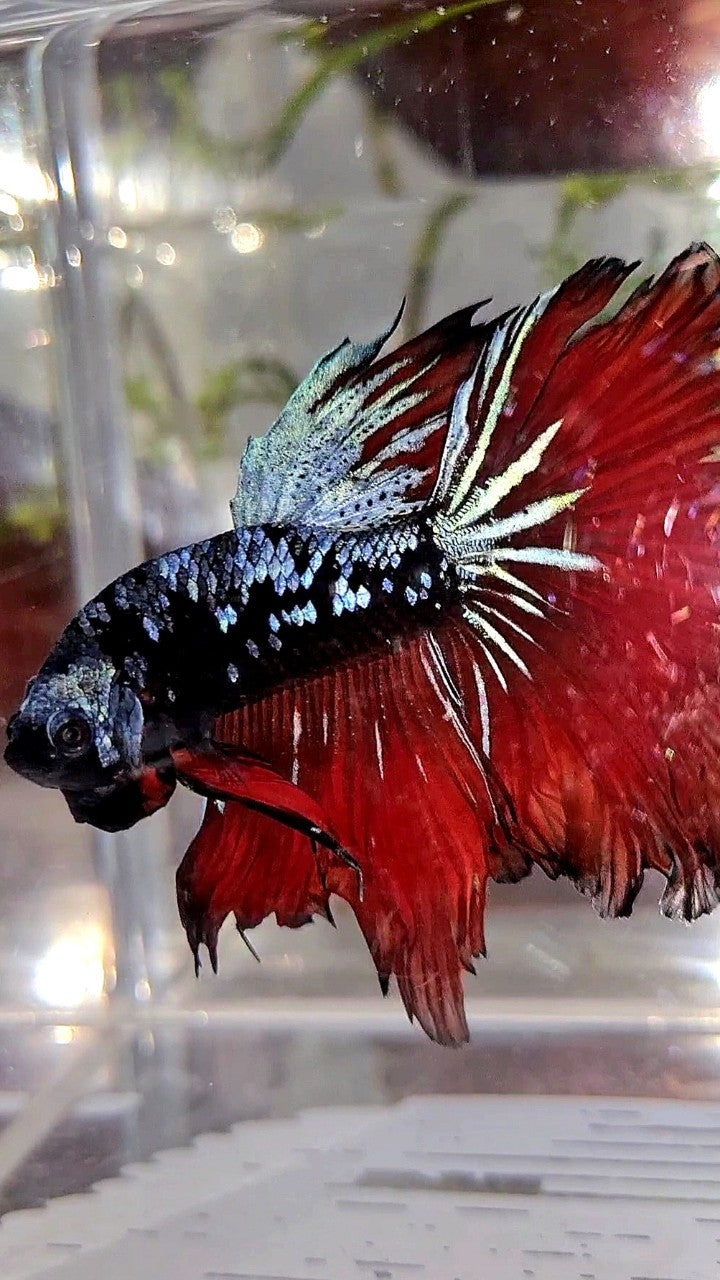 HALFMOON ROSETAIL BLACK GALAXY BLUE AVATAR VAMPIRE BETTA FISH