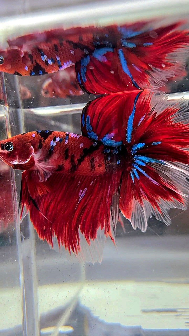 HALFMOON ROSETAIL RED KOI GALAXY MULTICOLOR BETTA FISH