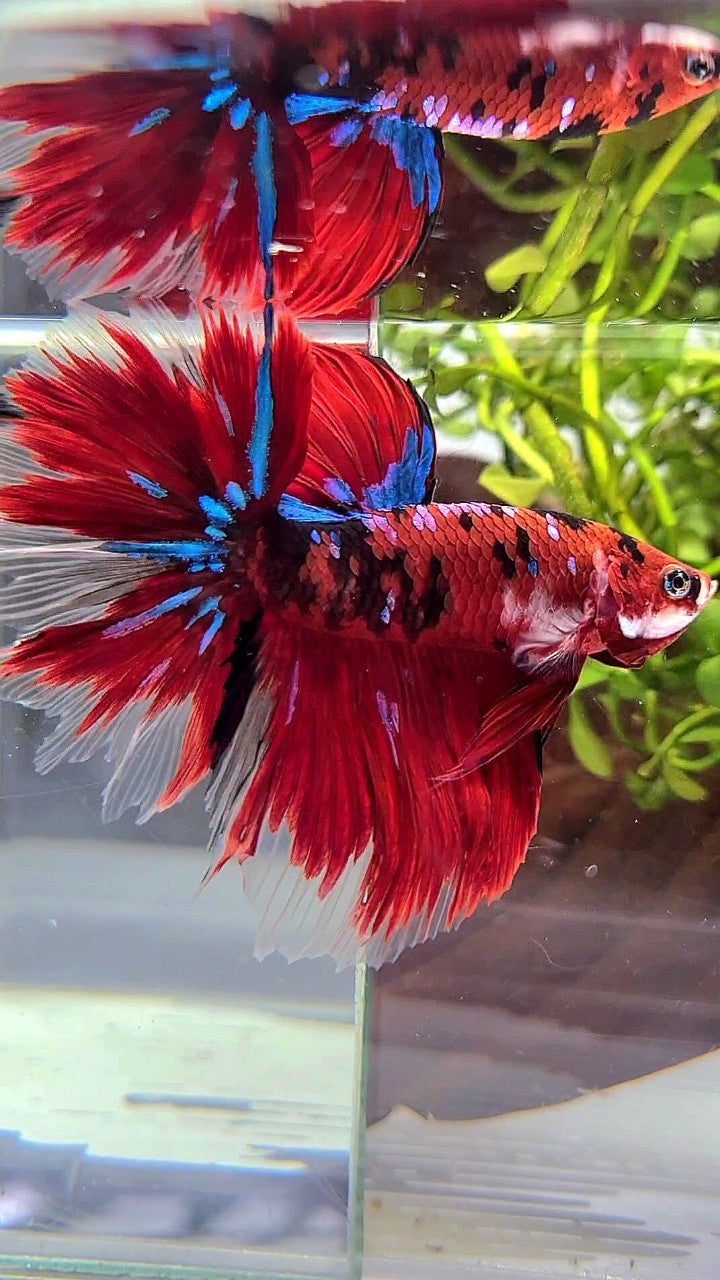 HALFMOON ROSETAIL RED KOI GALAXY MULTICOLOR BETTA FISH