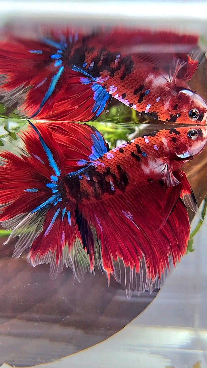 HALFMOON ROSETAIL RED KOI GALAXY MULTICOLOR BETTA FISH