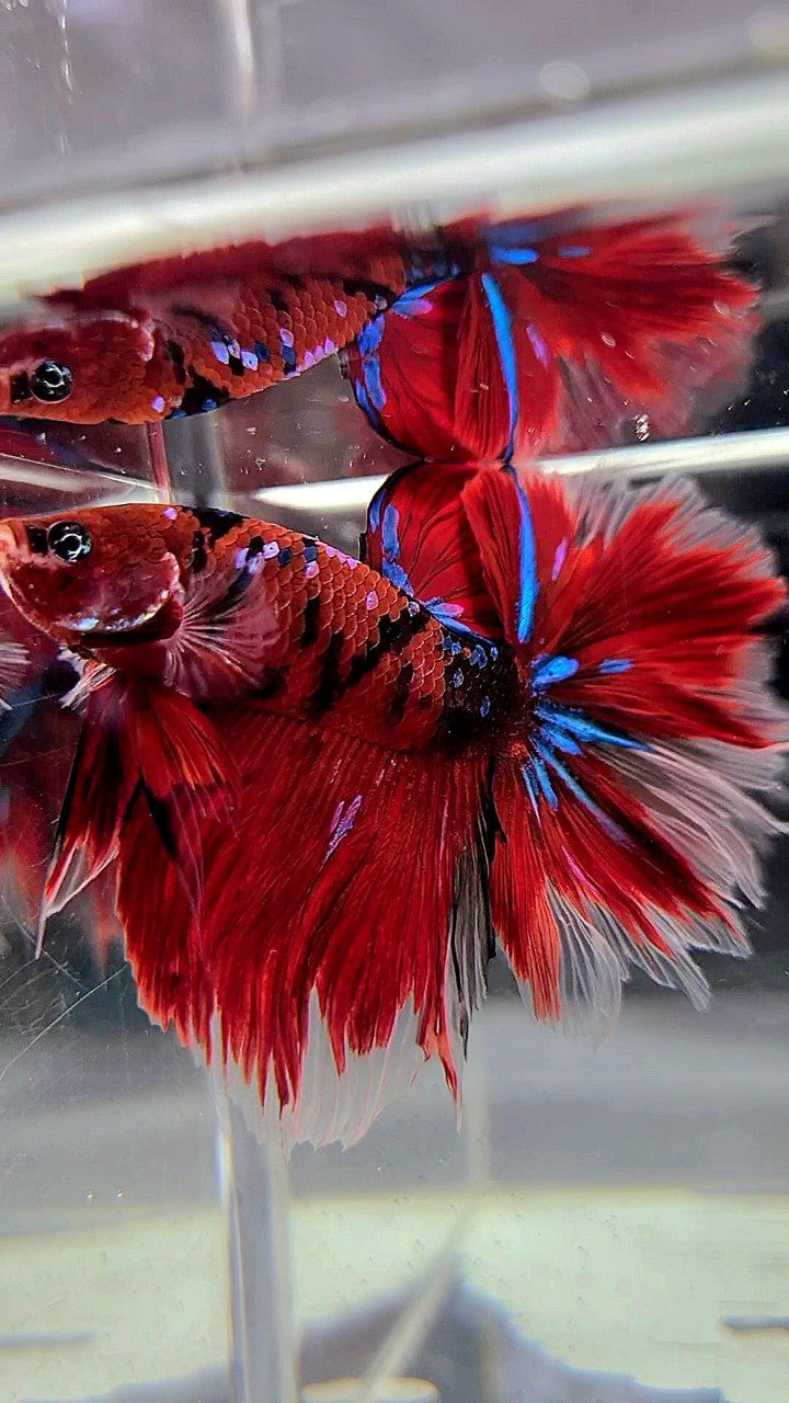 HALFMOON ROSETAIL RED KOI GALAXY MULTICOLOR BETTA FISH