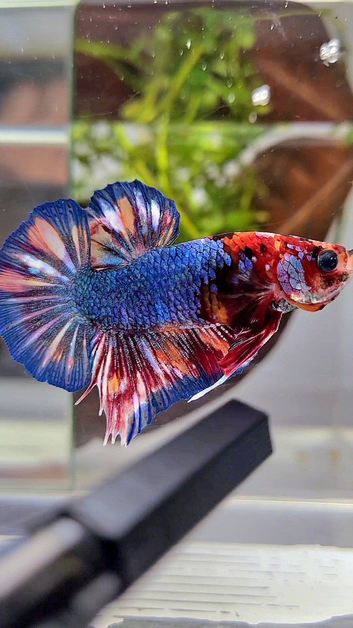 PLAKAT BLUE ORANGE SPLASH PATTERN MULTICOLOR BETTA FISH