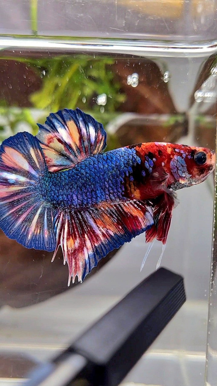 PLAKAT BLUE ORANGE SPLASH PATTERN MULTICOLOR BETTA FISH