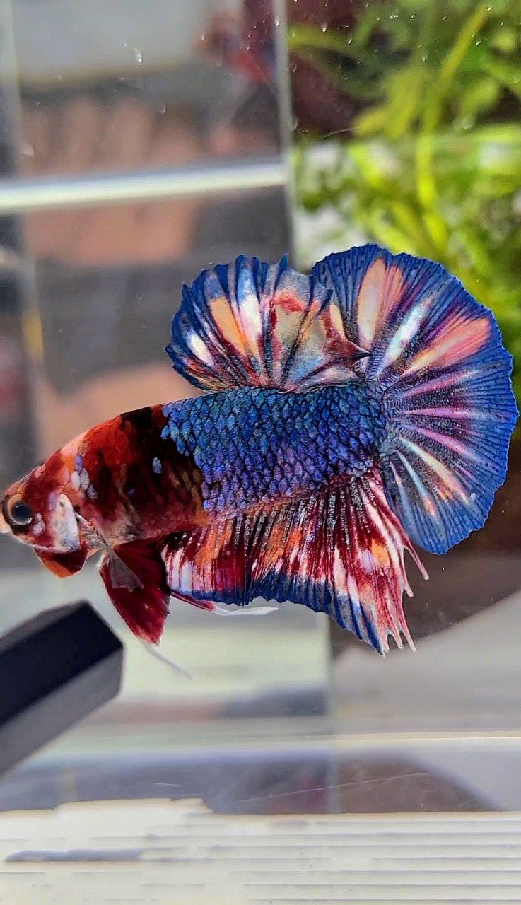 PLAKAT BLUE ORANGE SPLASH PATTERN MULTICOLOR BETTA FISH