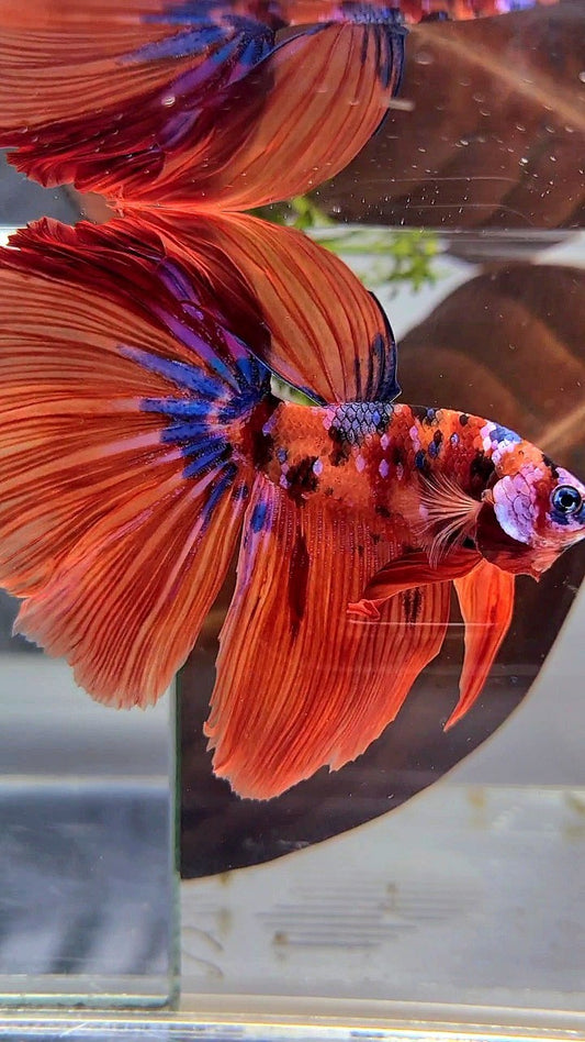 HALFMOON ROSETAIL ORANGE GALAXY MULTICOLOR BETTA FISH