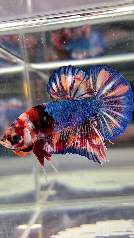 PLAKAT BLUE ORANGE SPLASH PATTERN MULTICOLOR BETTA FISH