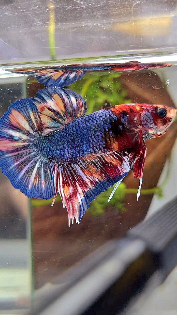 PLAKAT BLUE ORANGE SPLASH PATTERN MULTICOLOR BETTA FISH