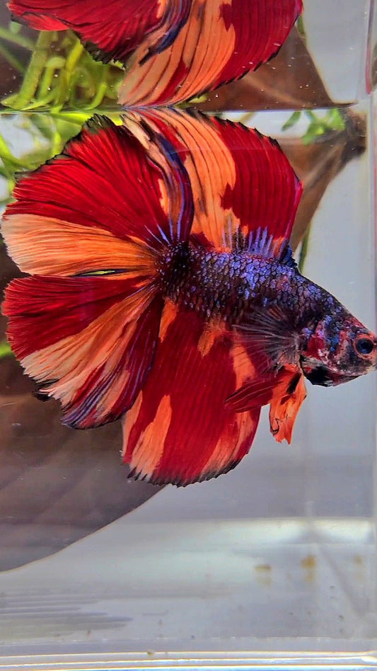 XL HALFMOON DOUBLE TAIL BLACK KOI NEMO FIRE MULTICOLOR BETTA FISH