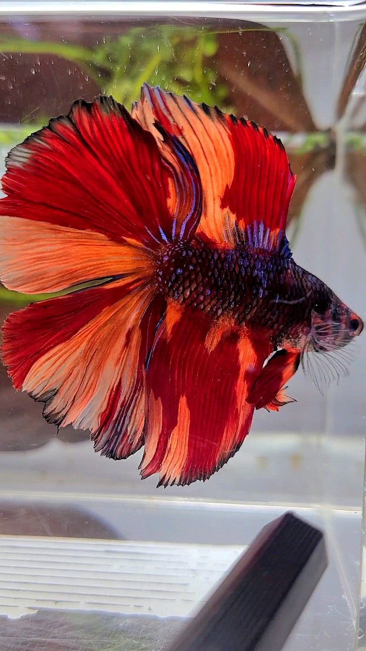 XL HALFMOON DOUBLE TAIL BLACK KOI NEMO FIRE MULTICOLOR BETTA FISH