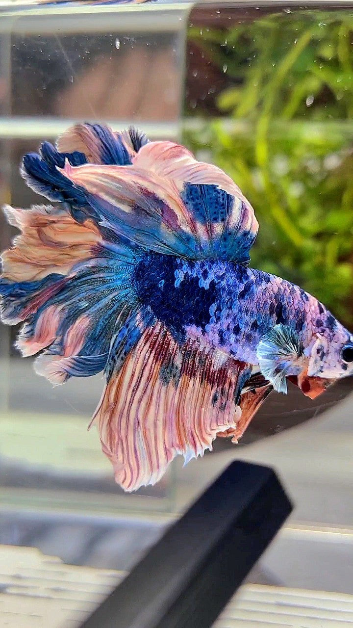 HALFMOON ROSETAIL BLUE YELLOW MARBLE MULTICOLOR BETTA FISH