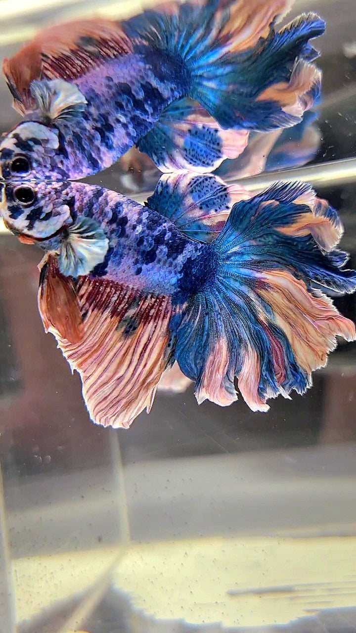 HALFMOON ROSETAIL BLUE YELLOW MARBLE MULTICOLOR BETTA FISH