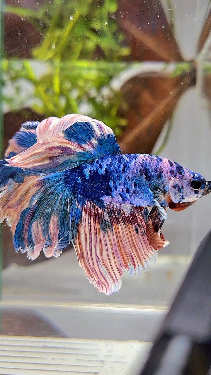 HALFMOON ROSETAIL BLUE YELLOW MARBLE MULTICOLOR BETTA FISH