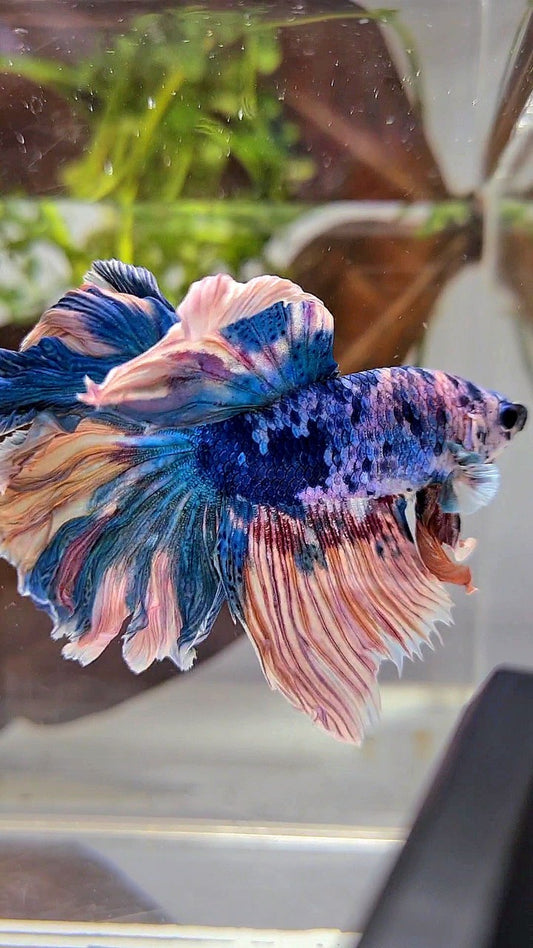 HALFMOON ROSETAIL BLUE YELLOW MARBLE MULTICOLOR BETTA FISH