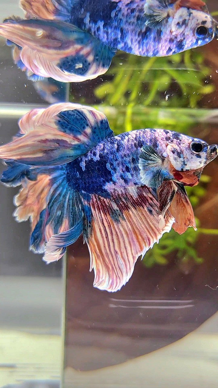 HALFMOON ROSETAIL BLUE YELLOW MARBLE MULTICOLOR BETTA FISH