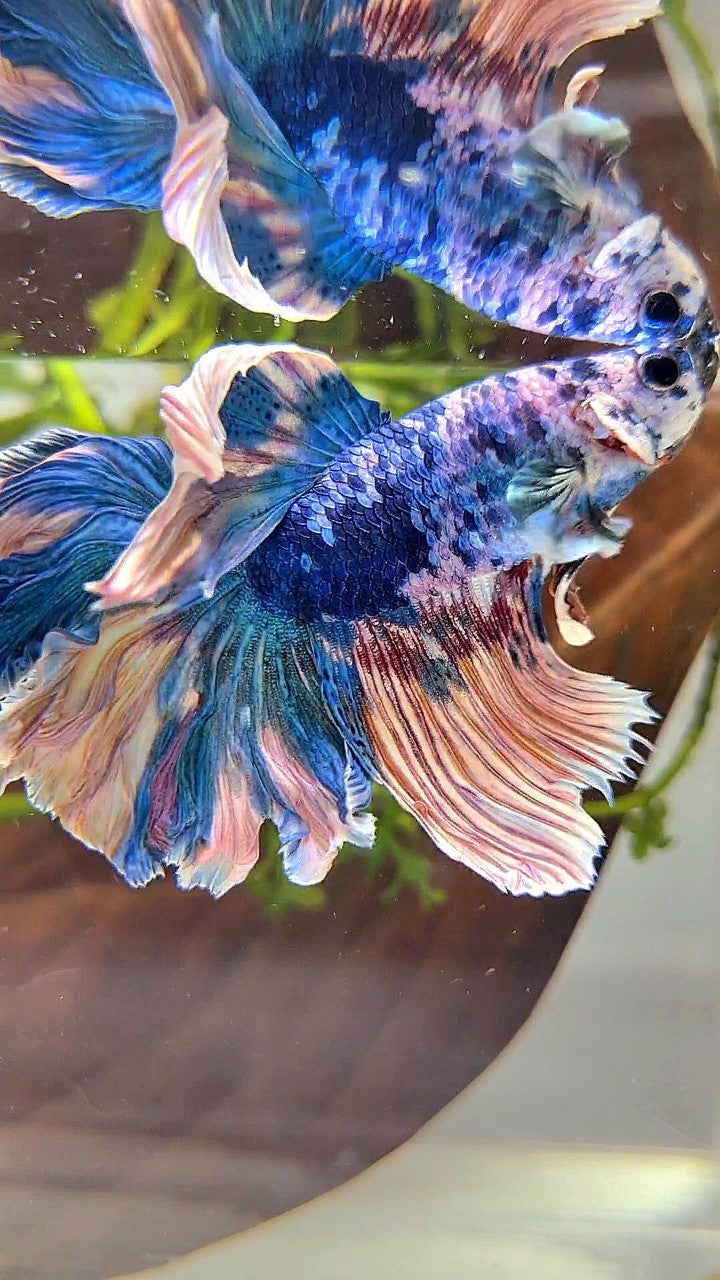 HALFMOON ROSETAIL BLUE YELLOW MARBLE MULTICOLOR BETTA FISH