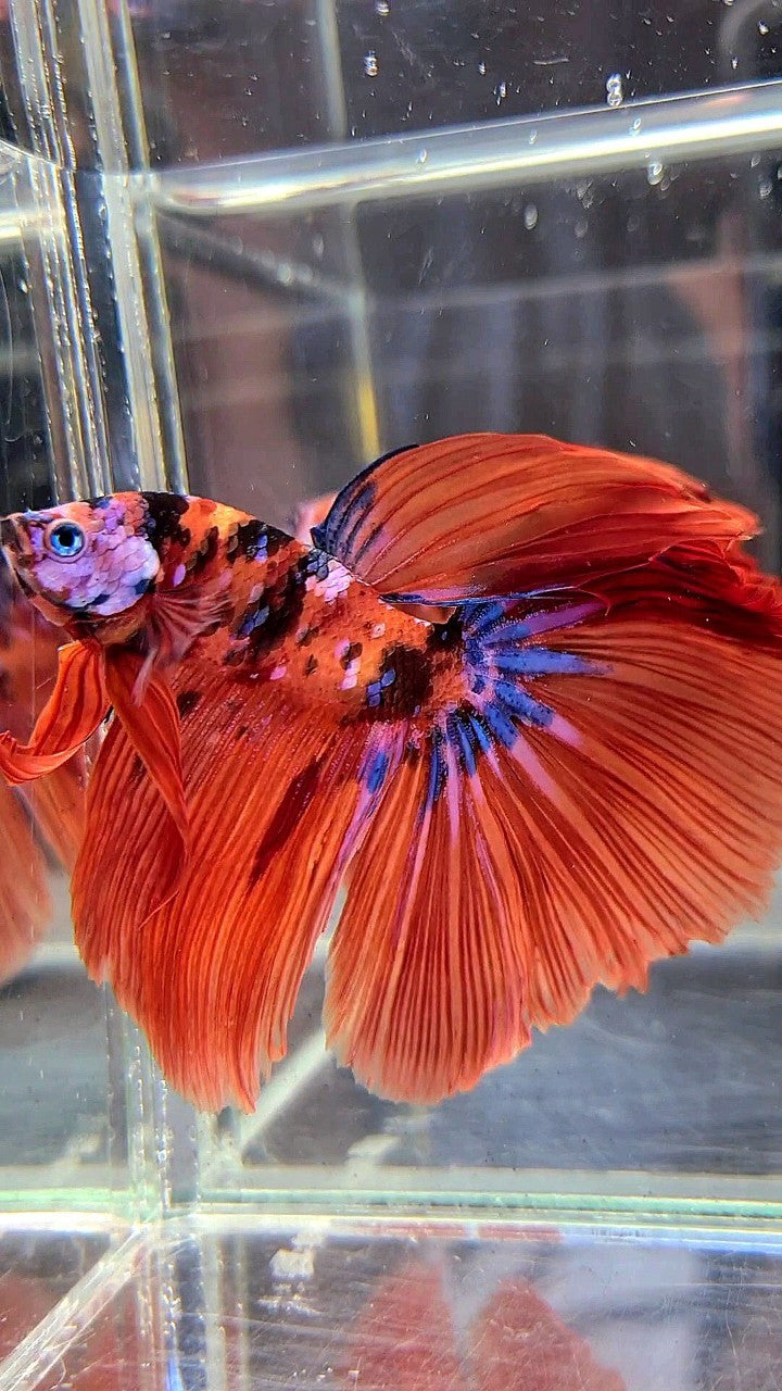 HALFMOON ROSETAIL ORANGE GALAXY MULTICOLOR BETTA FISH