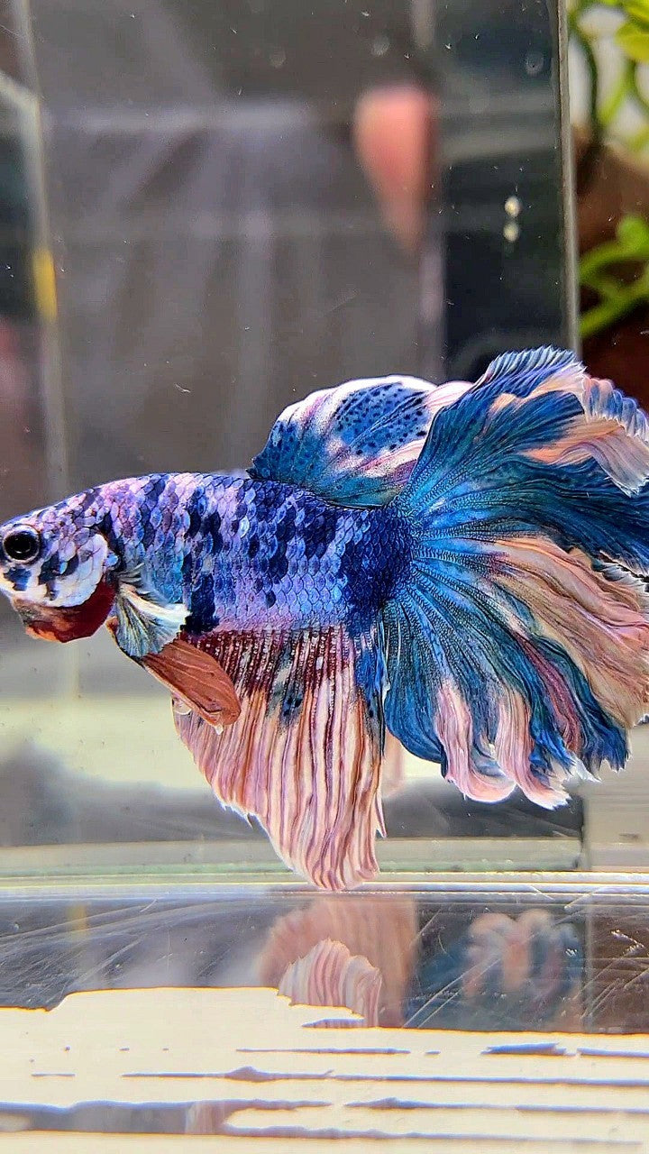 HALFMOON ROSETAIL BLUE YELLOW MARBLE MULTICOLOR BETTA FISH