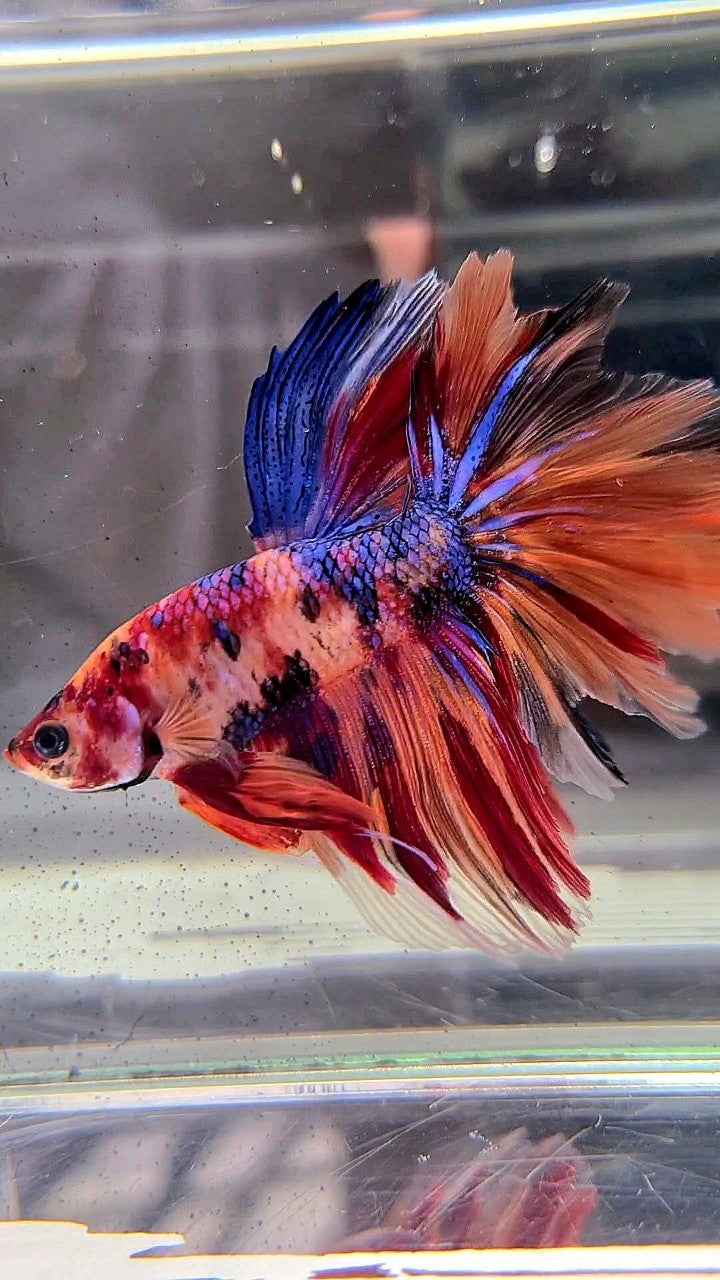 HALFMOON ROSETAIL NEMO GALAXY MULTICOLOR BETTA FISH