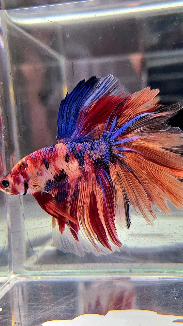 HALFMOON ROSETAIL NEMO GALAXY MULTICOLOR BETTA FISH