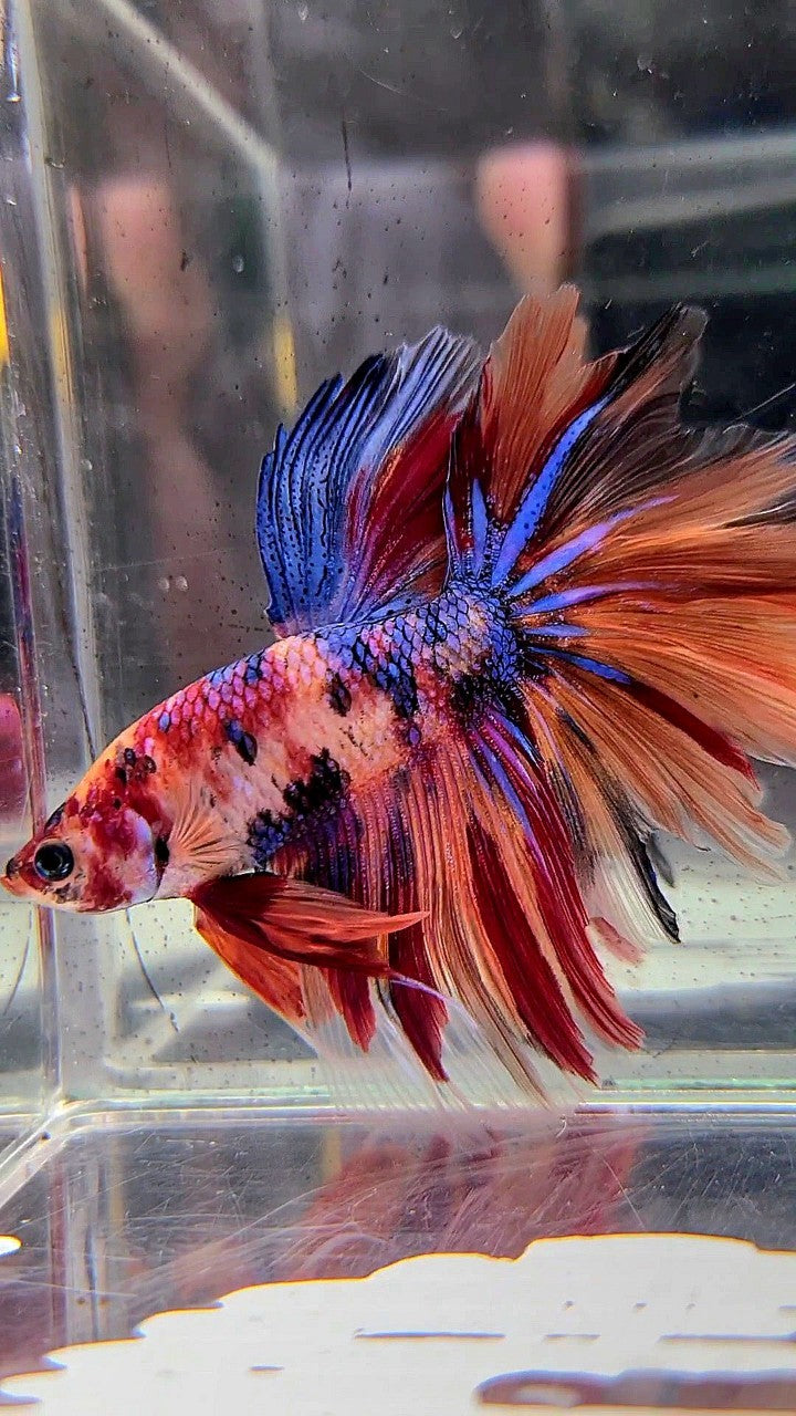 HALFMOON ROSETAIL NEMO GALAXY MULTICOLOR BETTA FISH