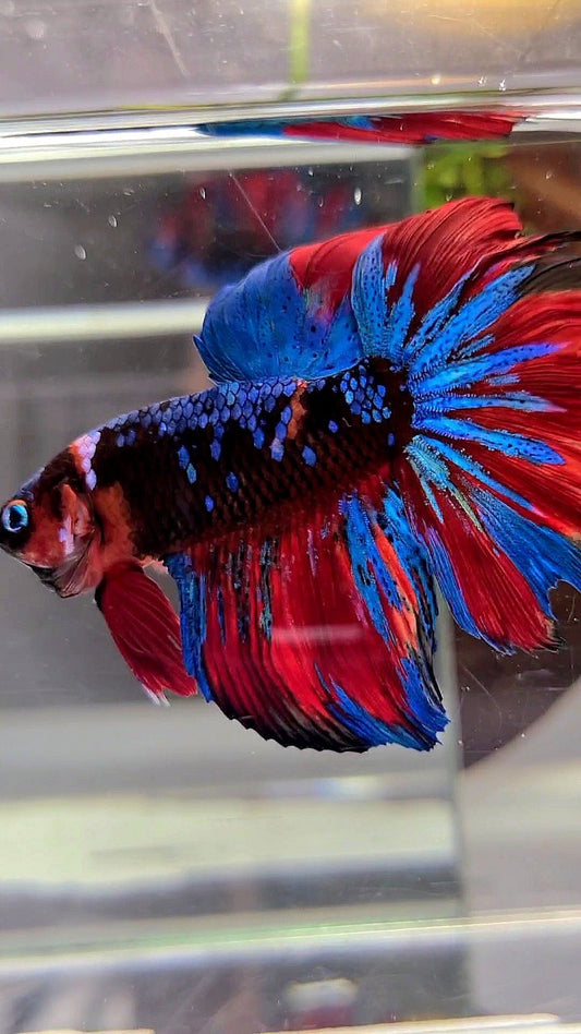 HALFMOON ROSETAIL BLACK KOI GALAXY RED MULTICOLOR BETTA FISH