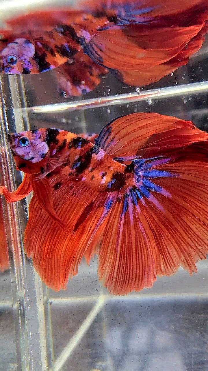 HALFMOON ROSETAIL ORANGE GALAXY MULTICOLOR BETTA FISH