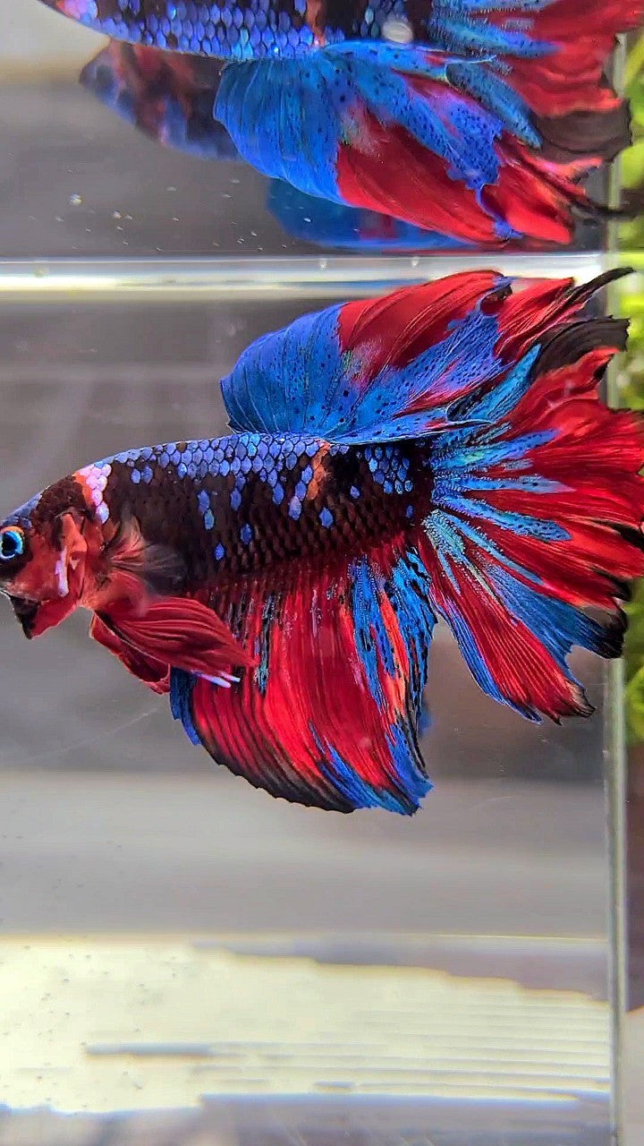 HALFMOON ROSETAIL BLACK KOI GALAXY RED MULTICOLOR BETTA FISH