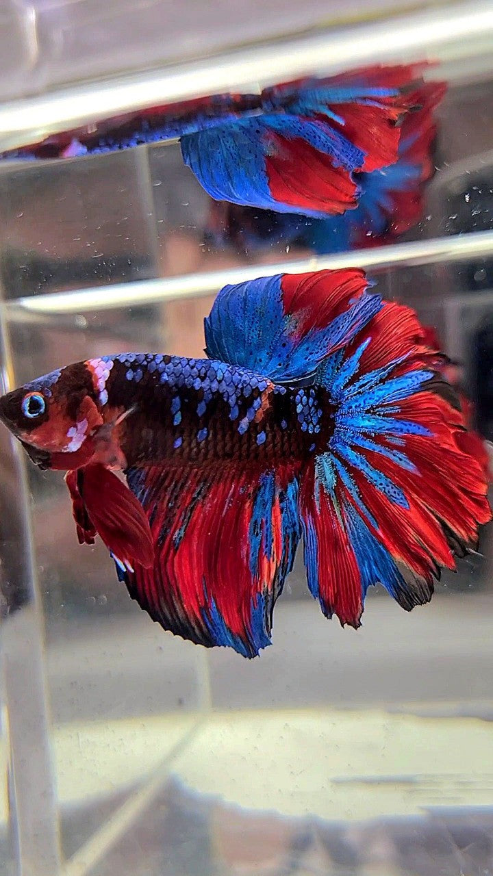 HALFMOON ROSETAIL BLACK KOI GALAXY RED MULTICOLOR BETTA FISH