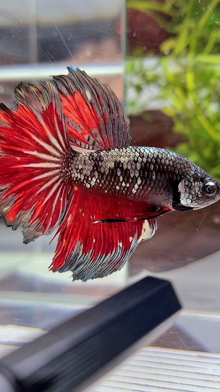 HALFMOON ROSETAIL BLACK GALAXY COPPER AVATAR VAMPIRE BETTA FISH