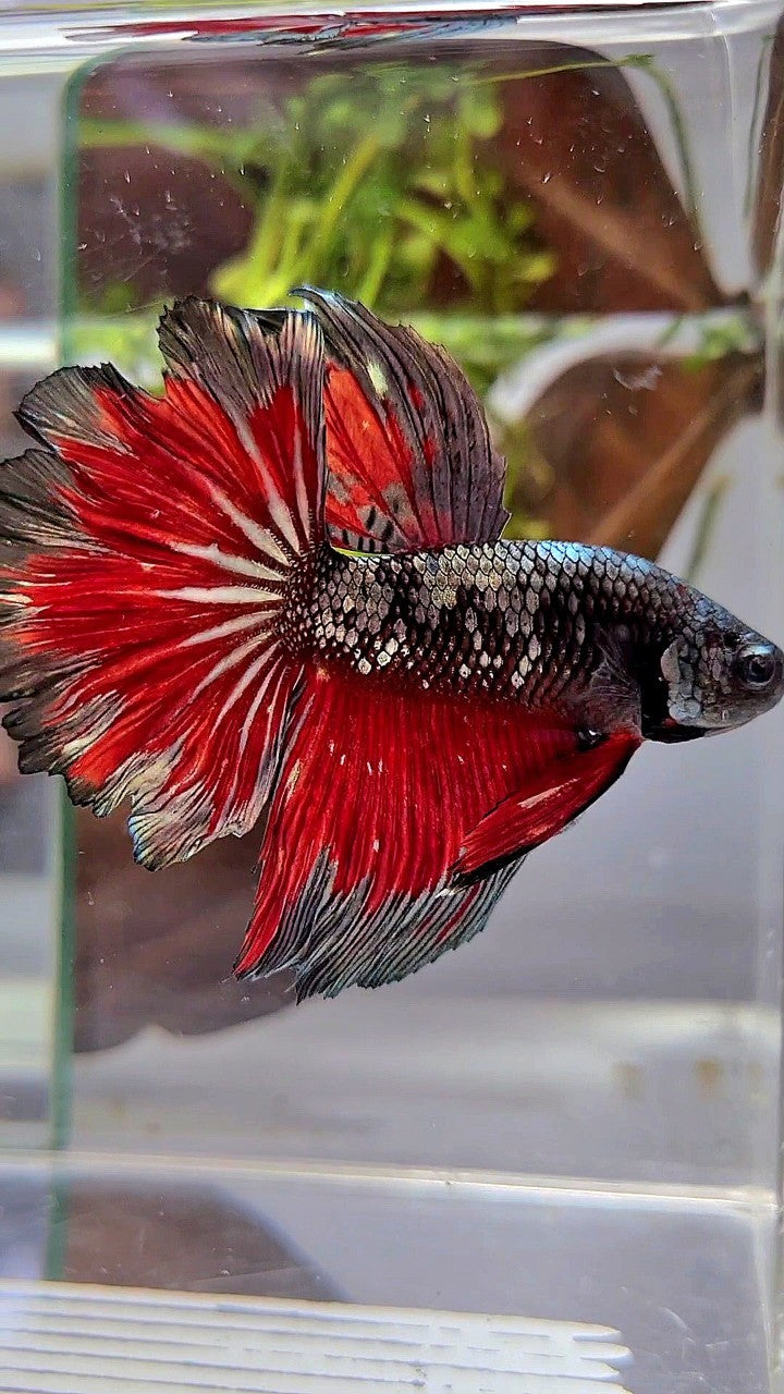 HALFMOON ROSETAIL BLACK GALAXY COPPER AVATAR VAMPIRE BETTA FISH