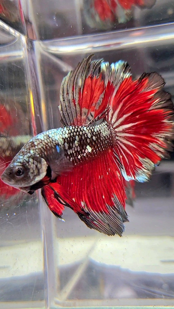 HALFMOON ROSETAIL BLACK GALAXY COPPER AVATAR VAMPIRE BETTA FISH