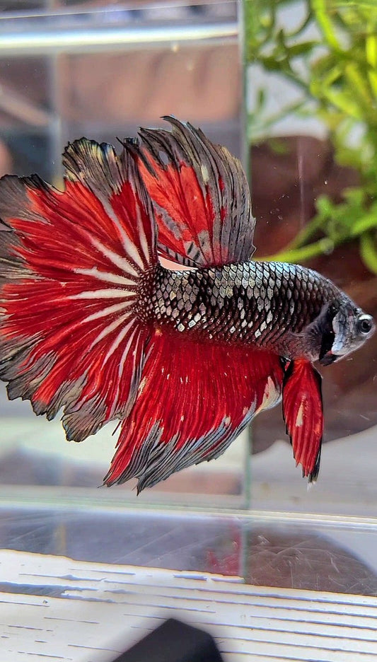 HALFMOON ROSETAIL BLACK GALAXY COPPER AVATAR VAMPIRE BETTA FISH