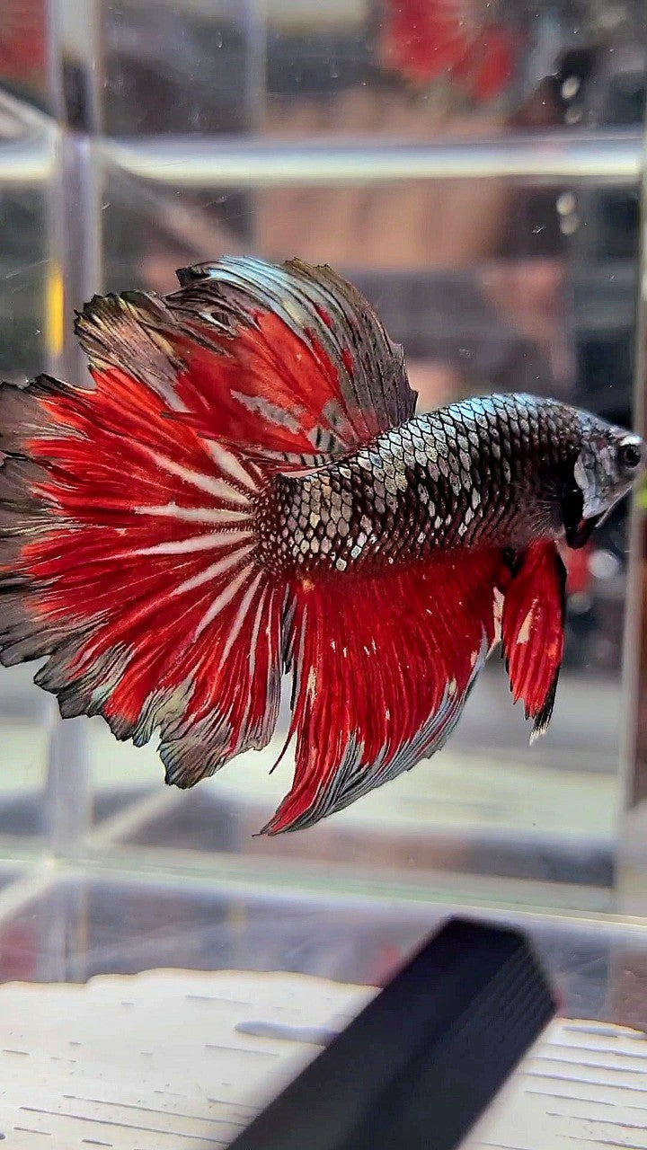 HALFMOON ROSETAIL BLACK GALAXY COPPER AVATAR VAMPIRE BETTA FISH