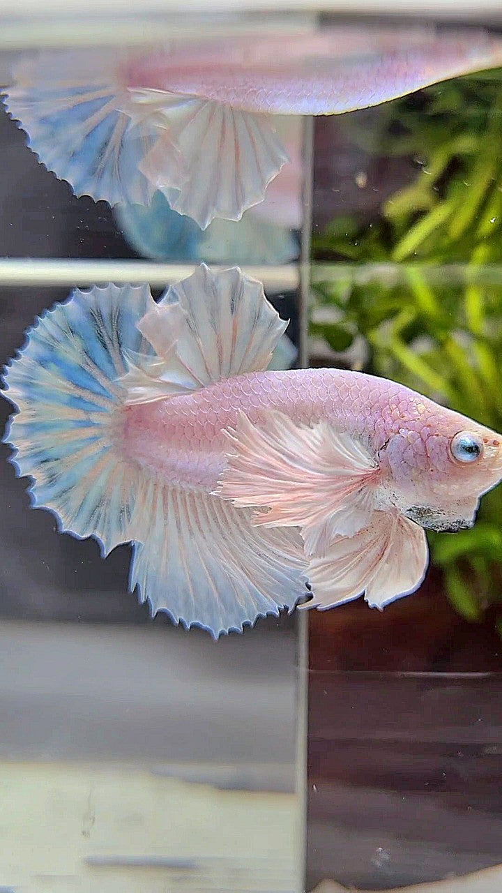 PLAKAT SUPER DUMBO EAR WHITE UNICORN FISH