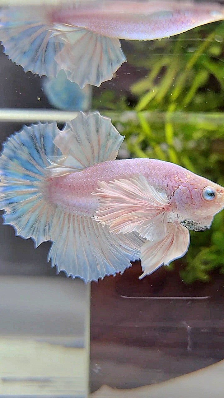 PLAKAT SUPER DUMBO EAR WHITE UNICORN FISH